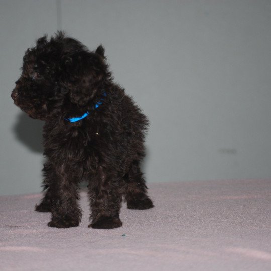 chiot Caniche Chocolat Bleu Elevage zadatis  caniche , teckel  