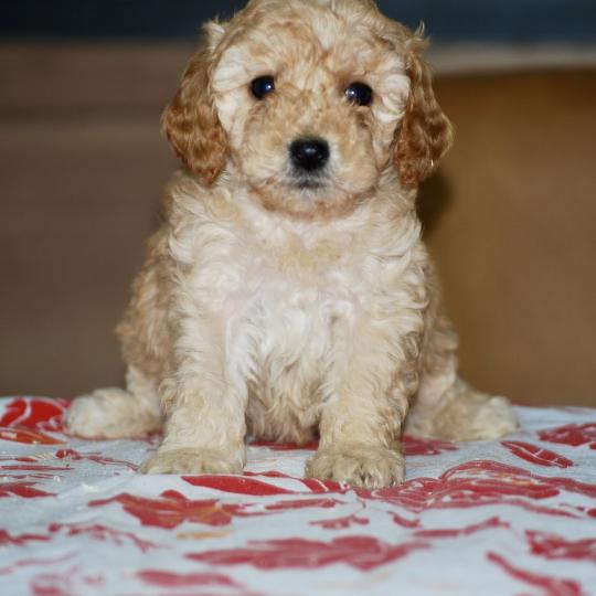 chiot Caniche Abricot Blinki Elevage zadatis  caniche , teckel  