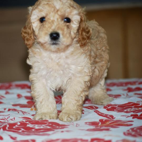 chiot Caniche Abricot Blinki Elevage zadatis  caniche , teckel  