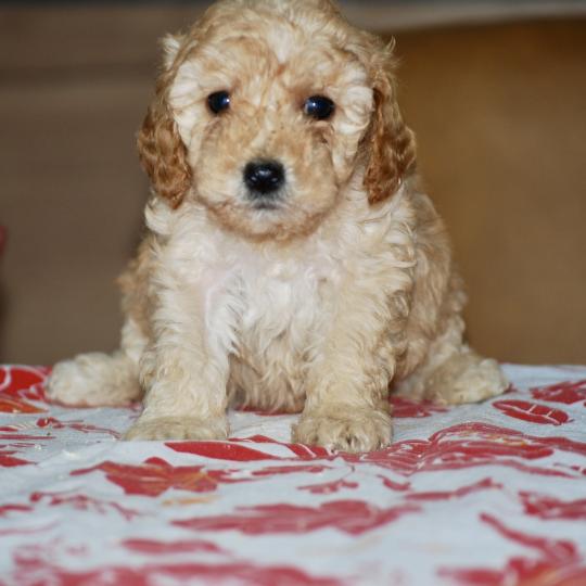 chiot Caniche Abricot Blinki Elevage zadatis  caniche , teckel  