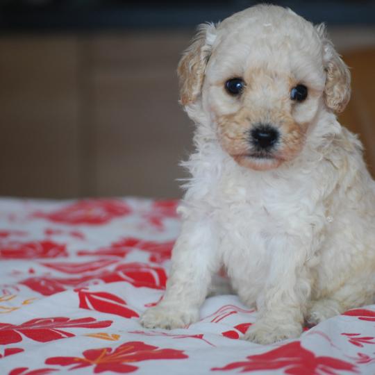 chiot Caniche Blanc Blue col marron Elevage zadatis  caniche , teckel  
