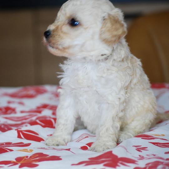 chiot Caniche Blanc Blue col marron Elevage zadatis  caniche , teckel  