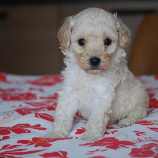 chiot Caniche Blanc Blue col marron Elevage zadatis  caniche , teckel  