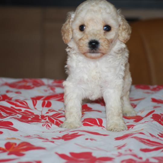 chiot Caniche Blanc Blue col marron Elevage zadatis  caniche , teckel  