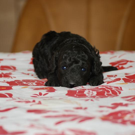 chiot Caniche Noir Bolo Elevage zadatis  caniche , teckel  