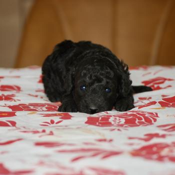ZADATIS Bolo Mâle Caniche