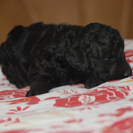 chiot Caniche Noir Bolo Elevage zadatis  caniche , teckel  