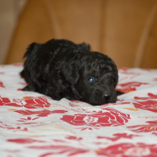 chiot Caniche Noir Bolo Elevage zadatis  caniche , teckel  