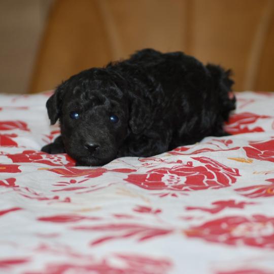 chiot Caniche Noir Bolo Elevage zadatis  caniche , teckel  