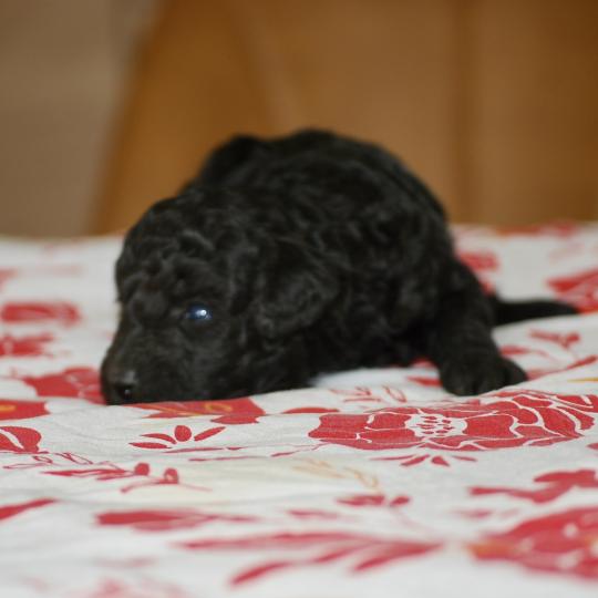 chiot Caniche Noir Bolo Elevage zadatis  caniche , teckel  