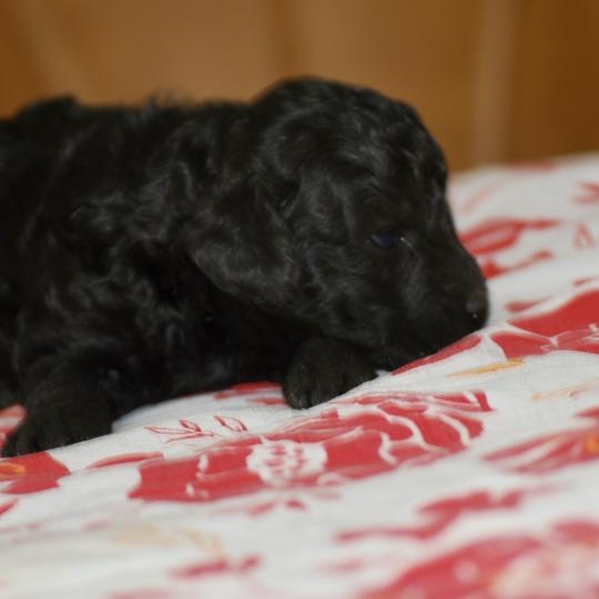 chiot Caniche Noir Bolo Elevage zadatis  caniche , teckel  