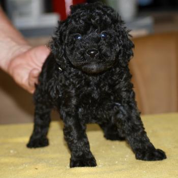ZADATIS Bono Mâle Caniche