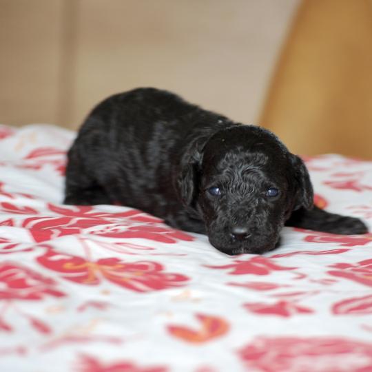 chiot Caniche Noir Borg col bleu Elevage zadatis  caniche , teckel  
