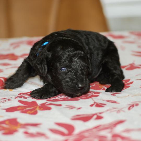 chiot Caniche Noir Borg col bleu Elevage zadatis  caniche , teckel  