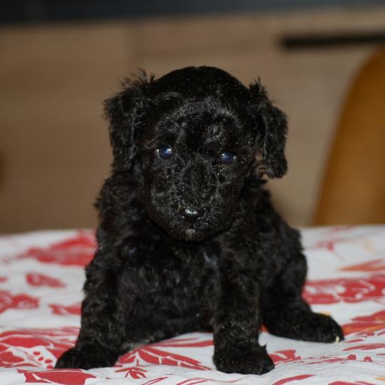chiot Caniche Noir Borg col bleu Elevage zadatis  caniche , teckel  