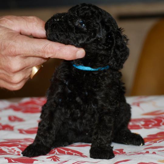 chiot Caniche Noir Borg col bleu Elevage zadatis  caniche , teckel  