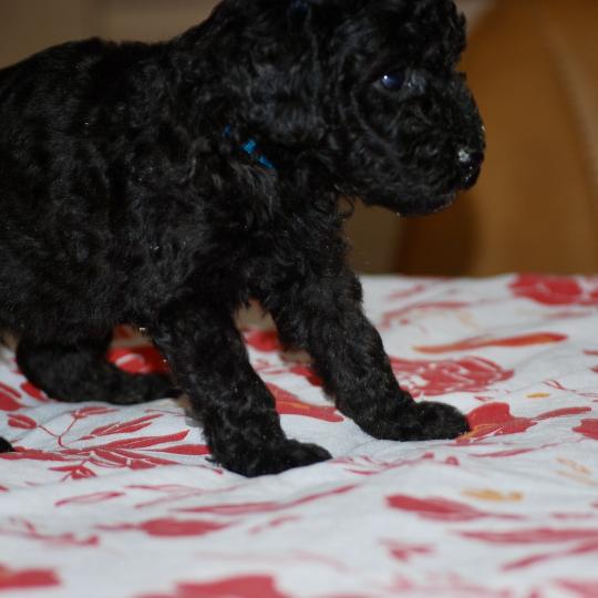 chiot Caniche Noir Borg col bleu Elevage zadatis  caniche , teckel  