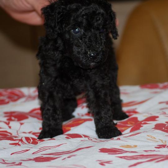 chiot Caniche Noir Borg col bleu Elevage zadatis  caniche , teckel  