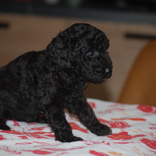 chiot Caniche Noir Borg col bleu Elevage zadatis  caniche , teckel  