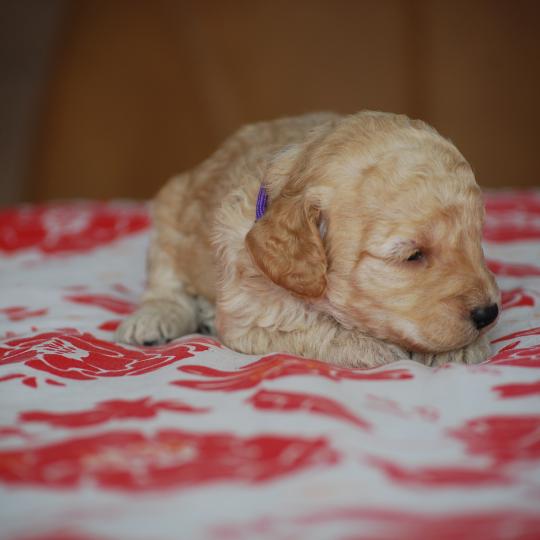 chiot Caniche Champagne Borghia col violet Elevage zadatis  caniche , teckel  