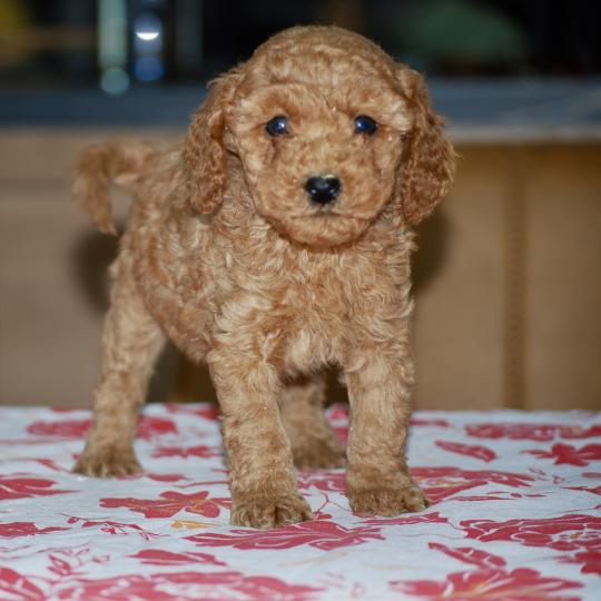 chiot Caniche Fauve rouge Borghia col vert eau Elevage zadatis  caniche , teckel  