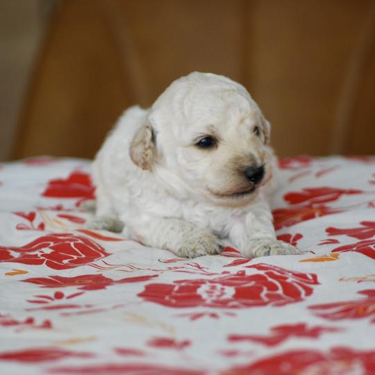 chiot Caniche Blanc champagne Borys Elevage zadatis  caniche , teckel  
