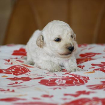ZADATIS Borys Mâle Caniche