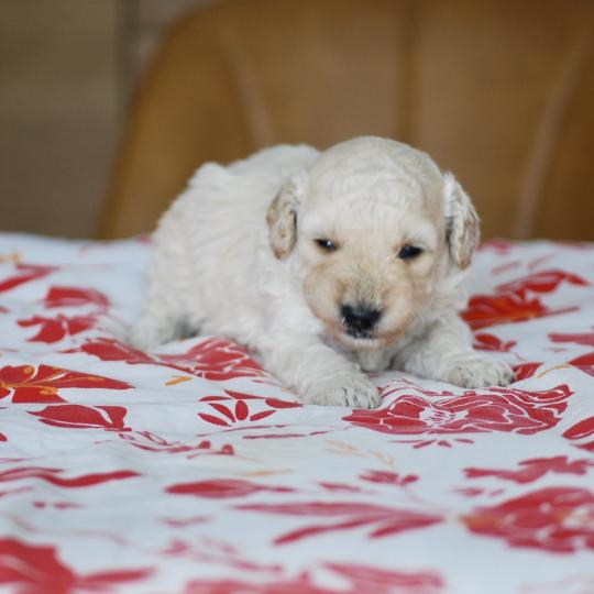 chiot Caniche Blanc champagne Borys Elevage zadatis  caniche , teckel  