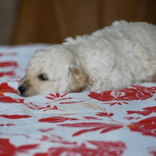 chiot Caniche Blanc champagne Borys Elevage zadatis  caniche , teckel  