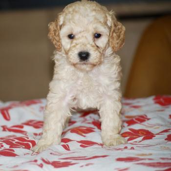 ZADATIS Brindille col noir Femelle Caniche