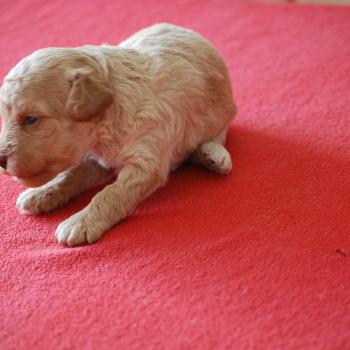 ZADATIS Bulle Mâle Caniche