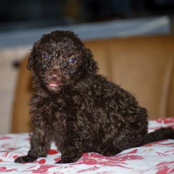 ZADATIS Berta Femelle Caniche