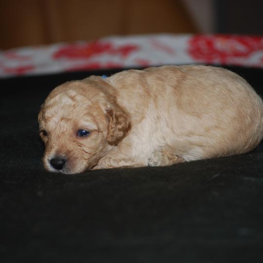 chiot Caniche Champagne Buzard col bleu clair Elevage zadatis  caniche , teckel  