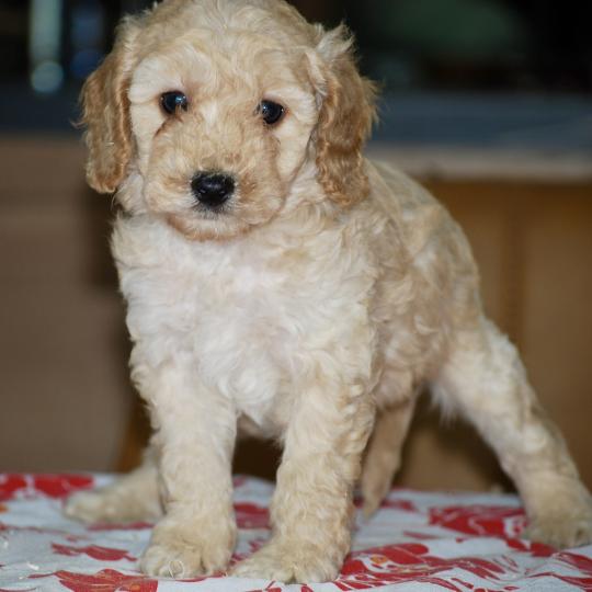chiot Caniche Champagne Buzard col bleu clair Elevage zadatis  caniche , teckel  
