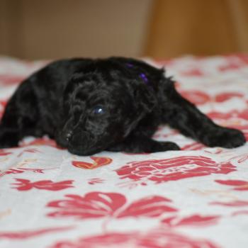 ZADATIS Byzz col mauve Femelle Caniche