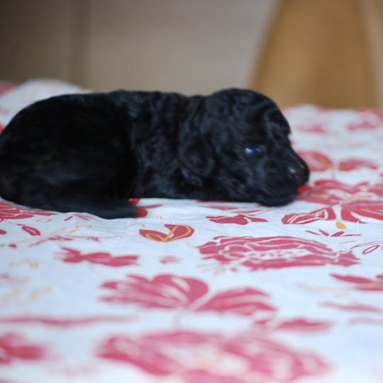 chiot Caniche Noire Byzz col mauve Elevage zadatis  caniche , teckel  
