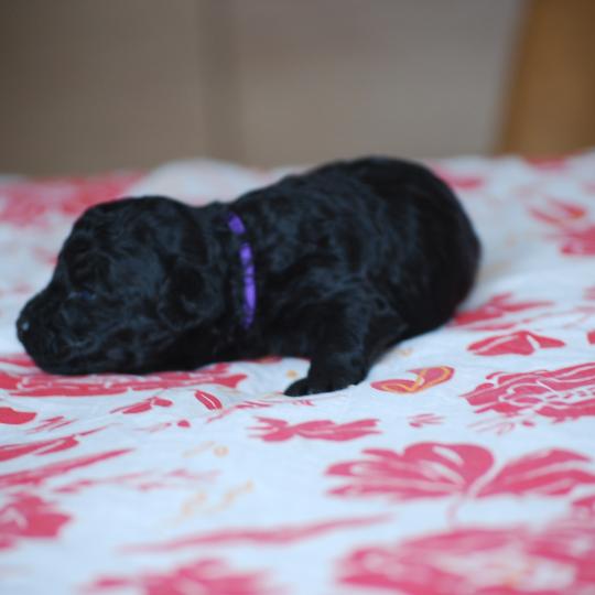 chiot Caniche Noire Byzz col mauve Elevage zadatis  caniche , teckel  
