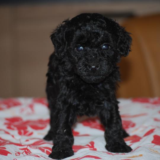 chiot Caniche Noire Byzz col mauve Elevage zadatis  caniche , teckel  