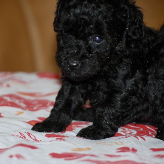 chiot Caniche Noire Byzz col mauve Elevage zadatis  caniche , teckel  