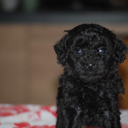 chiot Caniche Noire Byzz col mauve Elevage zadatis  caniche , teckel  