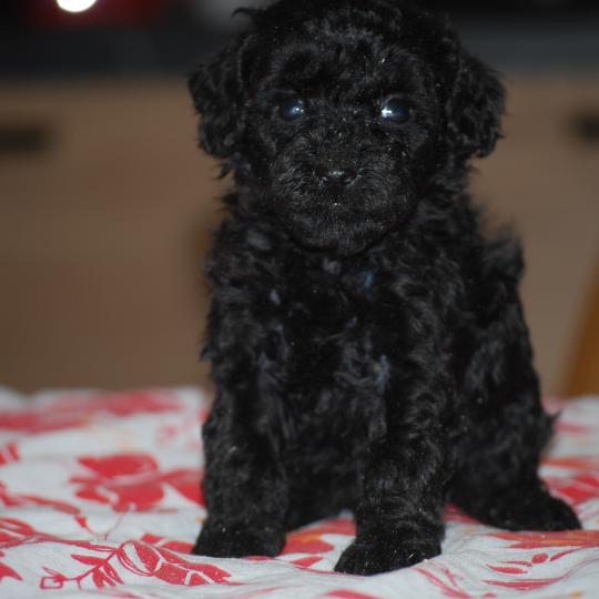 chiot Caniche Noire Byzz col mauve Elevage zadatis  caniche , teckel  