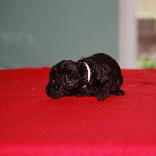 chiot Caniche Noir Col gris Elevage zadatis  caniche , teckel  