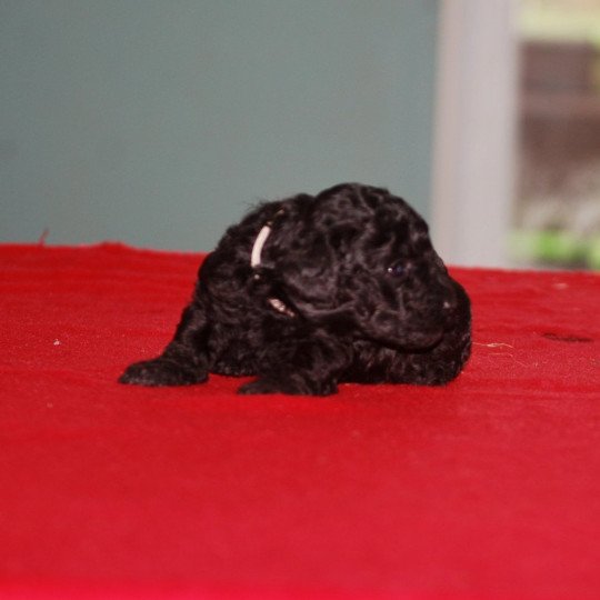 chiot Caniche Noir Col gris Elevage zadatis  caniche , teckel  