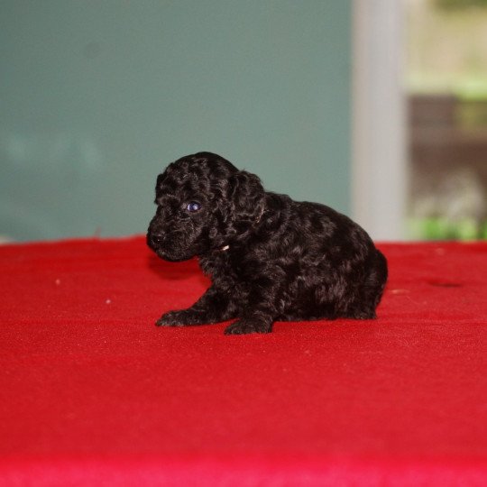 chiot Caniche Noir Col gris Elevage zadatis  caniche , teckel  