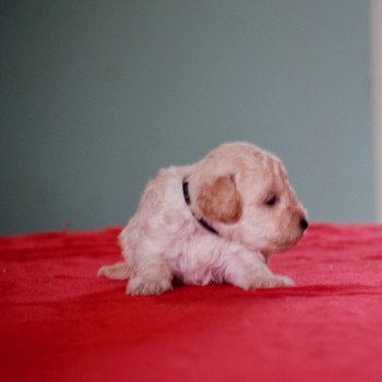 ZADATIS Col noir Mâle Caniche