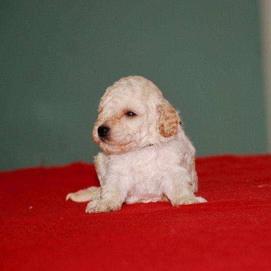 chiot Caniche Blanc Col noir Elevage zadatis  caniche , teckel  