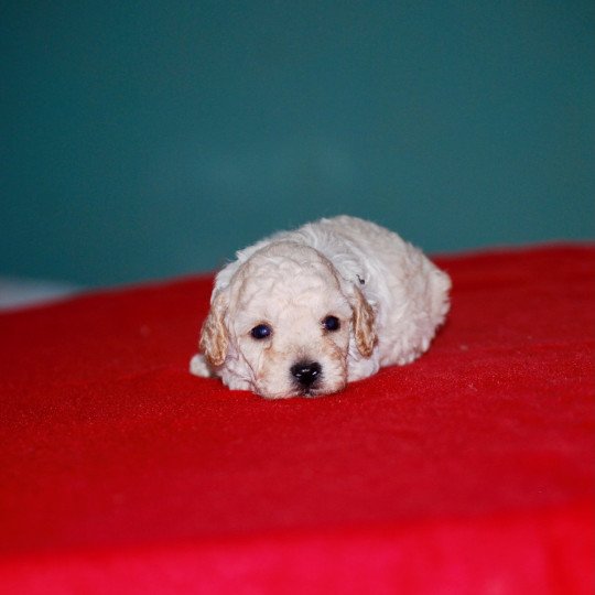 chiot Caniche Blanc Col noir Elevage zadatis  caniche , teckel  