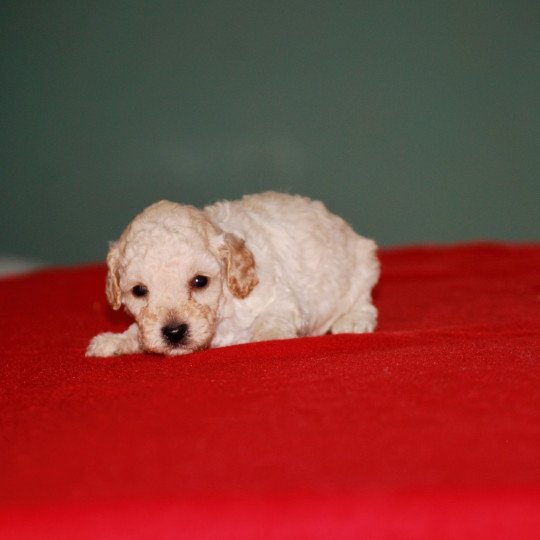 chiot Caniche Blanc Col noir Elevage zadatis  caniche , teckel  