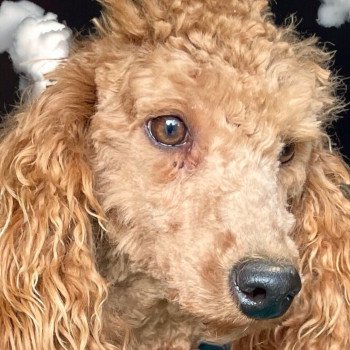 ZADATIS Ul-red Femelle Caniche