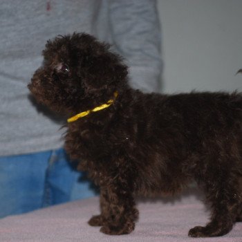 ZADATIS Alésia Femelle Caniche